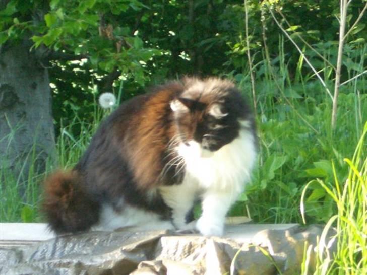 Norsk Skovkat Mads(Død) billede 3