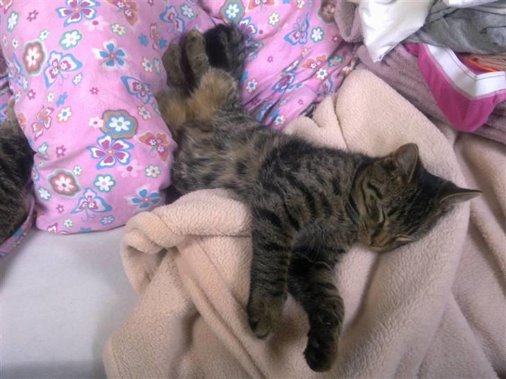 Huskat Tom katten billede 4