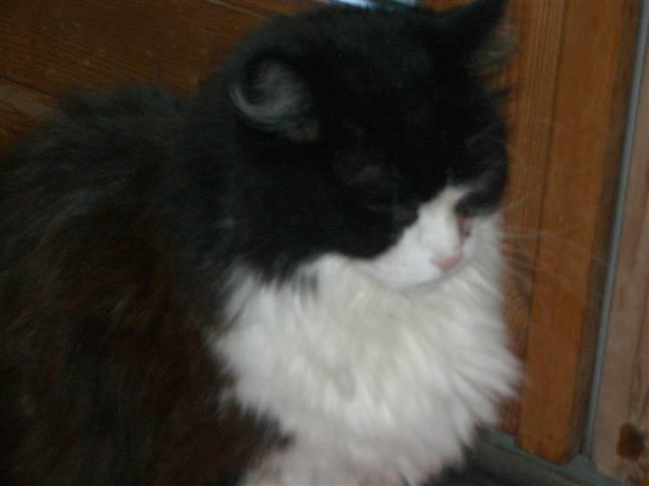 Norsk Skovkat Mads(Død) billede 4