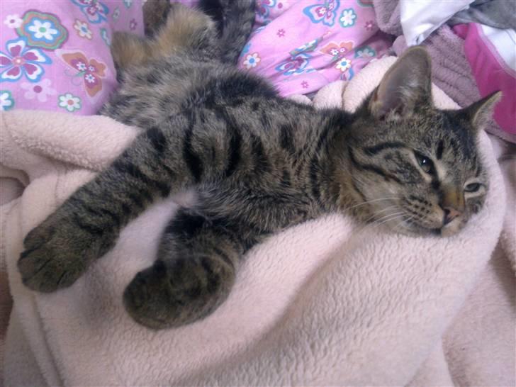 Huskat Tom katten billede 5