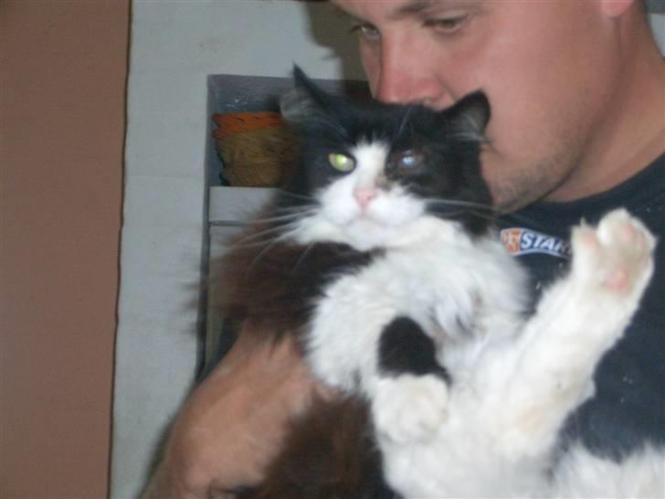 Norsk Skovkat Mads(Død) - Den sidste dag sammen med hende :´( billede 5