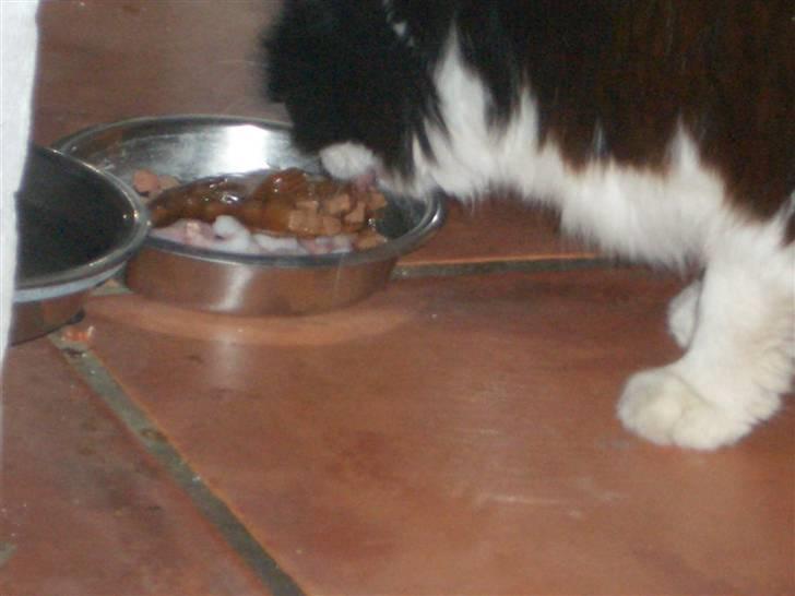 Norsk Skovkat Mads(Død) billede 6