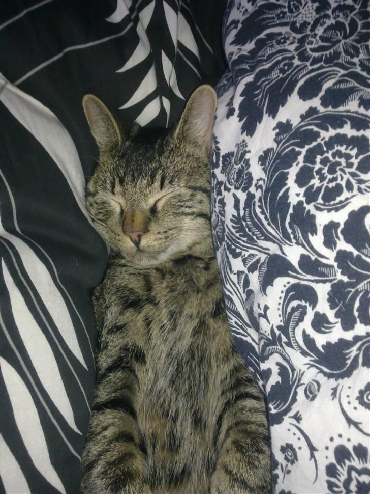 Huskat Tom katten billede 6