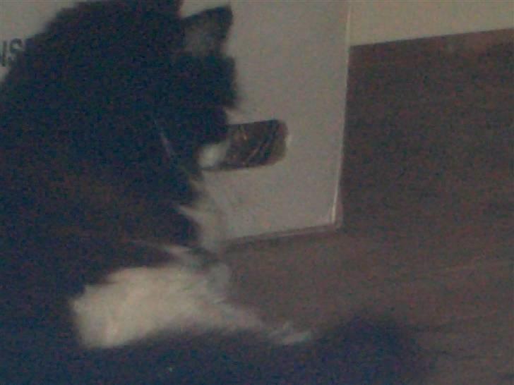 Norsk Skovkat Mads(Død) billede 7