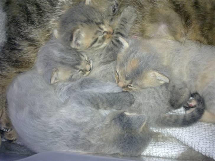 Huskat Tom katten - Tom plus søskende :) billede 7