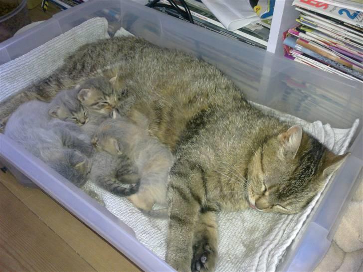 Huskat Tom katten - Missemor + børn billede 8