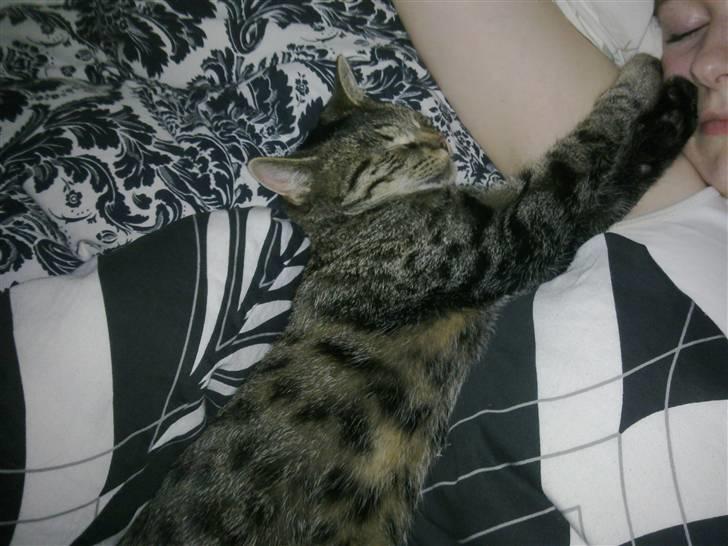 Huskat Tom katten billede 9