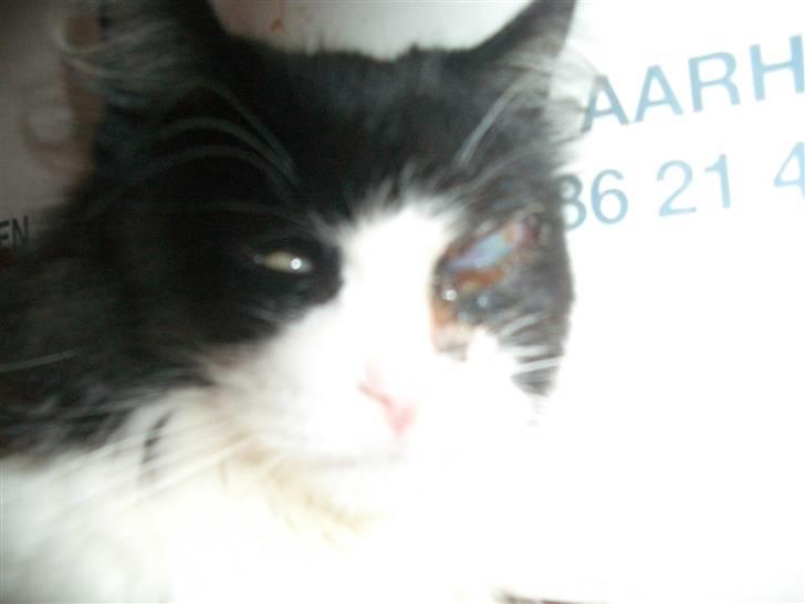 Norsk Skovkat Mads(Død) - Det ene øje hvor der er gået huld. billede 8