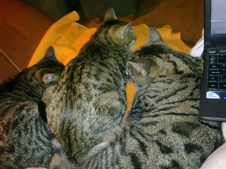 Huskat Tom katten - En dag jeg lavede lektier nede i stuen :) Tom yderst til venstre, bror Columbus og  så Bonus billede 10