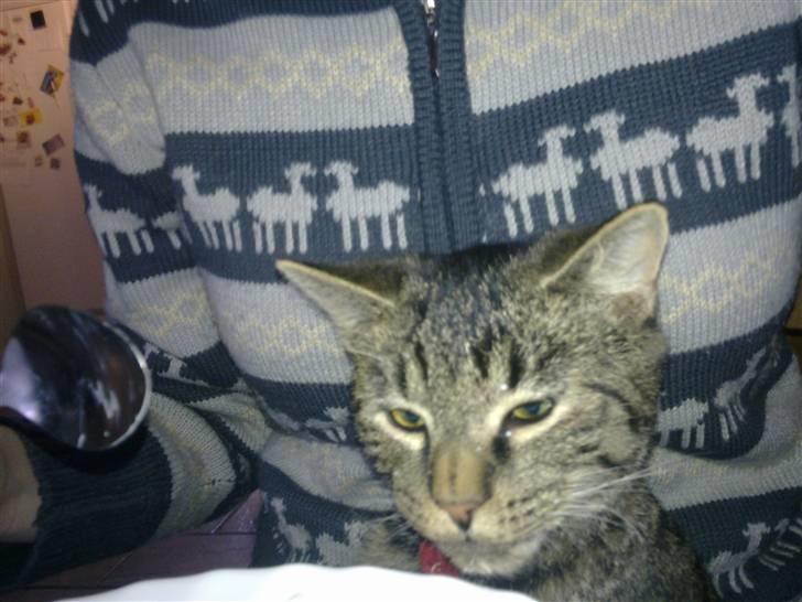 Huskat Tom katten - Vi sidder og får joughurt :) billede 11