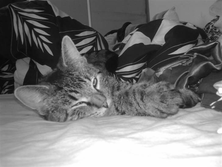 Huskat Tom katten billede 12