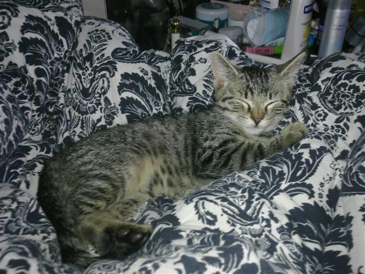 Huskat Tom katten - Fra da han var mindre :) billede 13