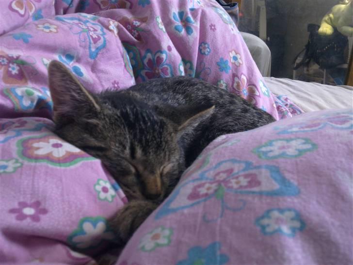 Huskat Tom katten billede 14