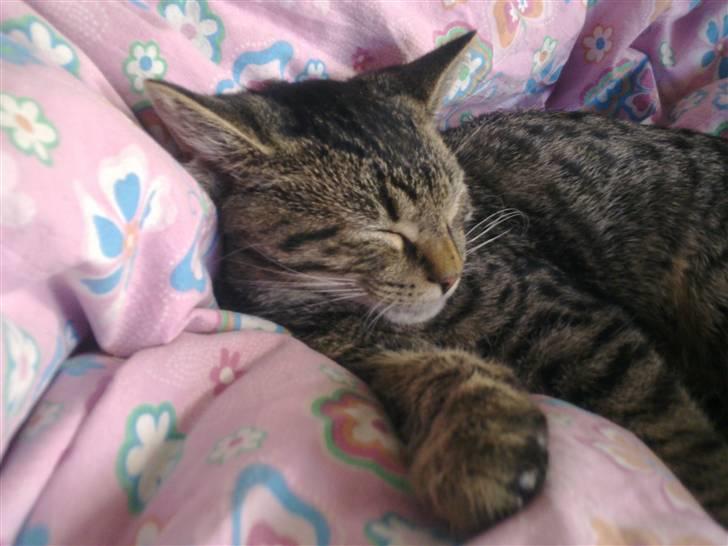 Huskat Tom katten billede 15