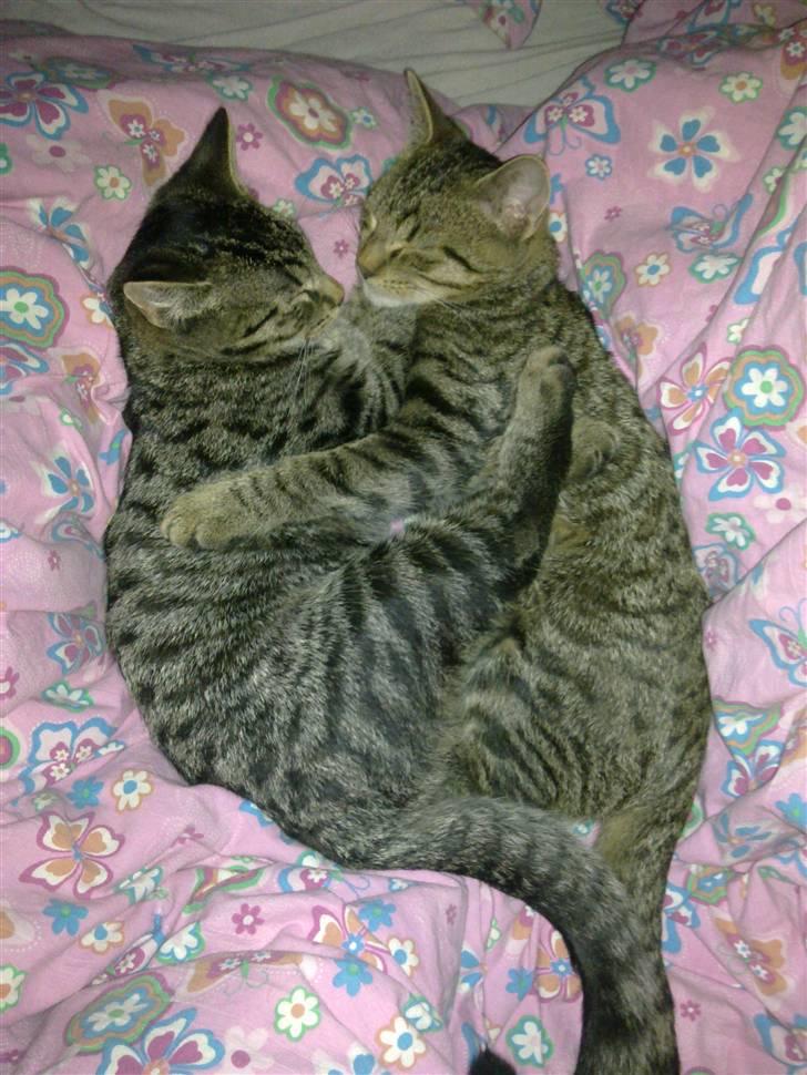 Huskat Tom katten - Manlove med brormand :) billede 16