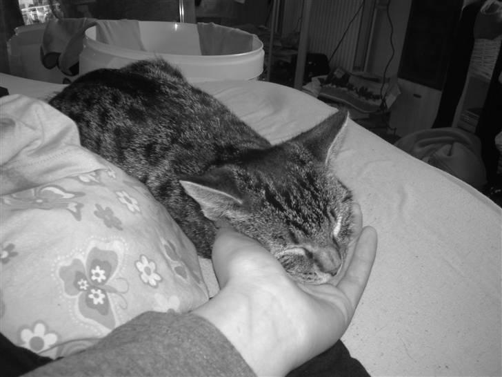 Huskat Tom katten billede 18