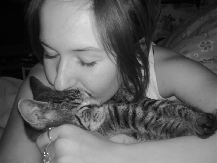 Huskat Tom katten billede 19