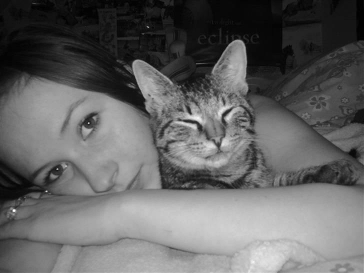 Huskat Tom katten billede 20