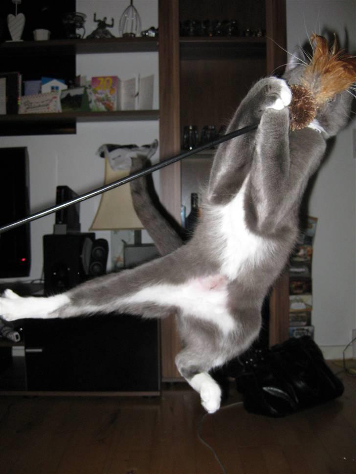 Huskat Nala billede 1