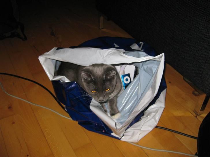 Huskat Nala billede 2