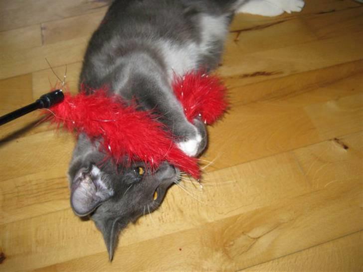 Huskat Nala billede 3