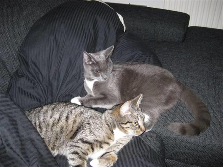 Huskat Nala billede 4