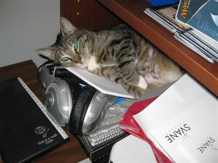 Huskat Mille billede 1