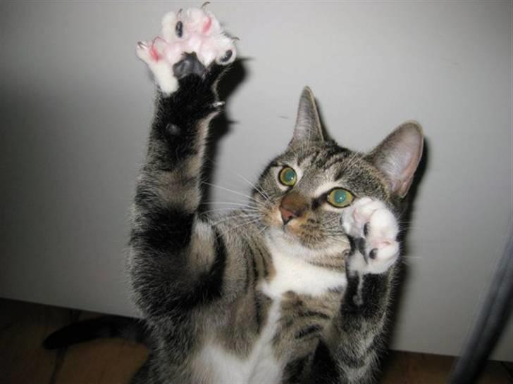 Huskat Mille billede 2