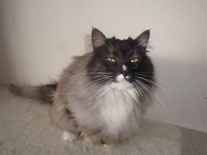 Norsk Skovkat Blaesborgs Albert billede 1