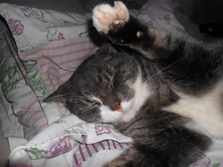 Huskat Hanibal billede 1