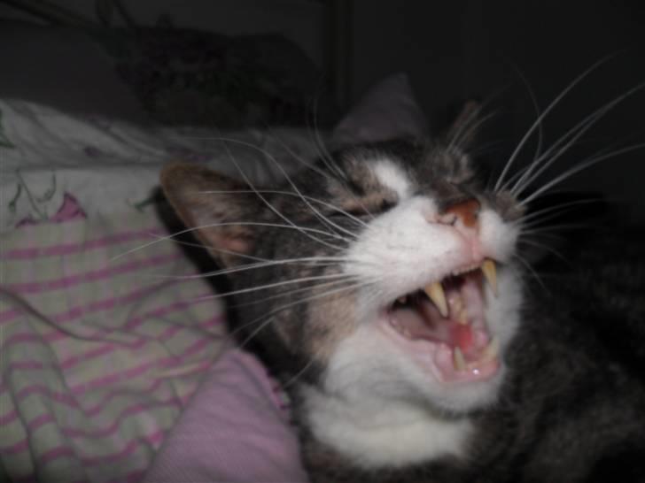 Huskat Hanibal billede 2