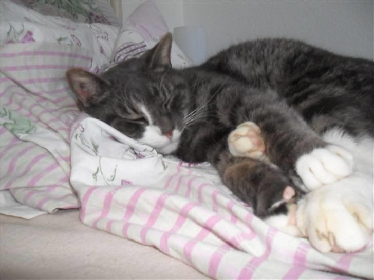 Huskat Hanibal billede 3