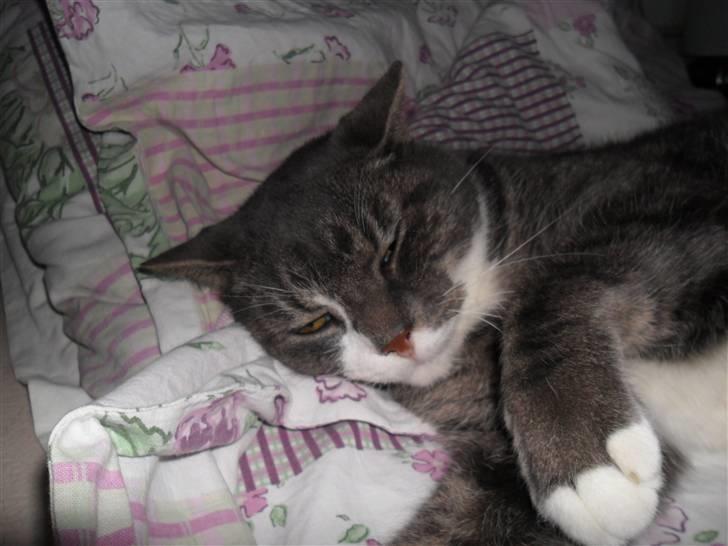 Huskat Hanibal billede 4