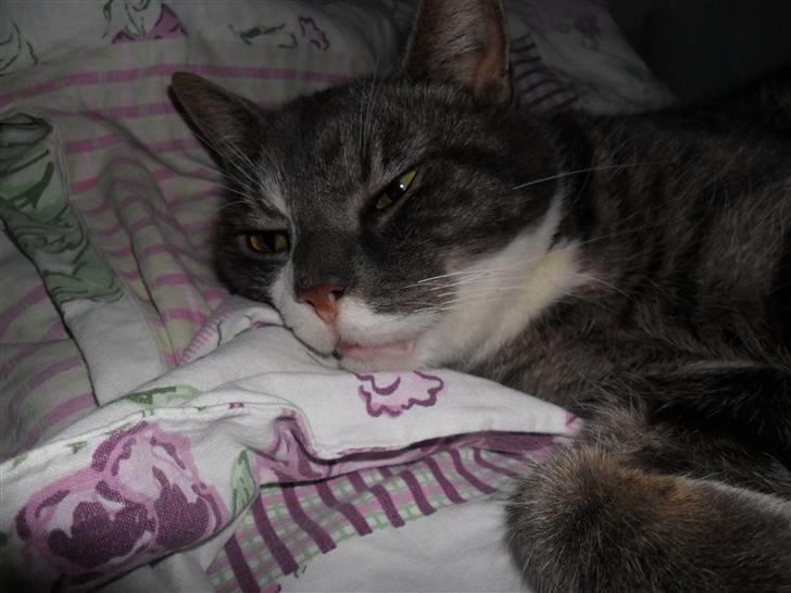 Huskat Hanibal billede 5