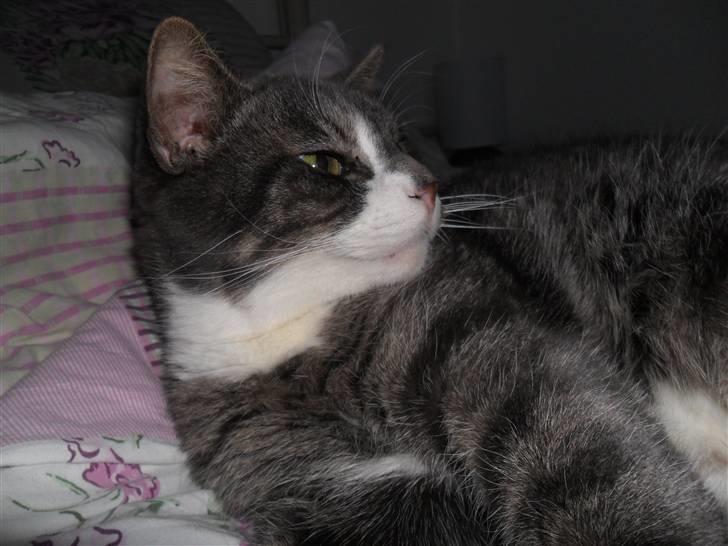 Huskat Hanibal billede 6