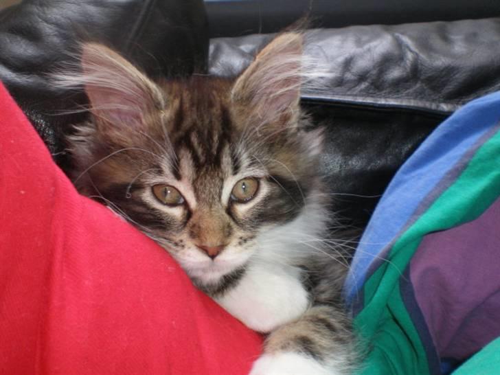 Maine Coon Lucy billede 2