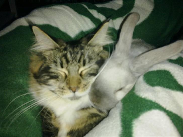 Maine Coon Lucy - Lucy og Carla-kanin billede 3