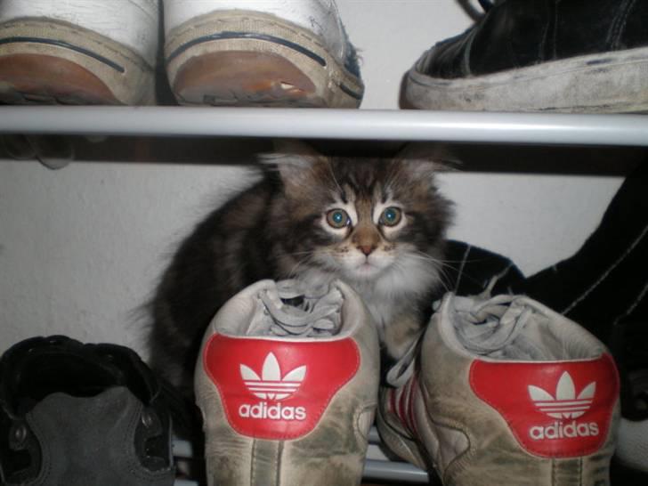 Maine Coon Lucy - 13 uger gammel billede 4