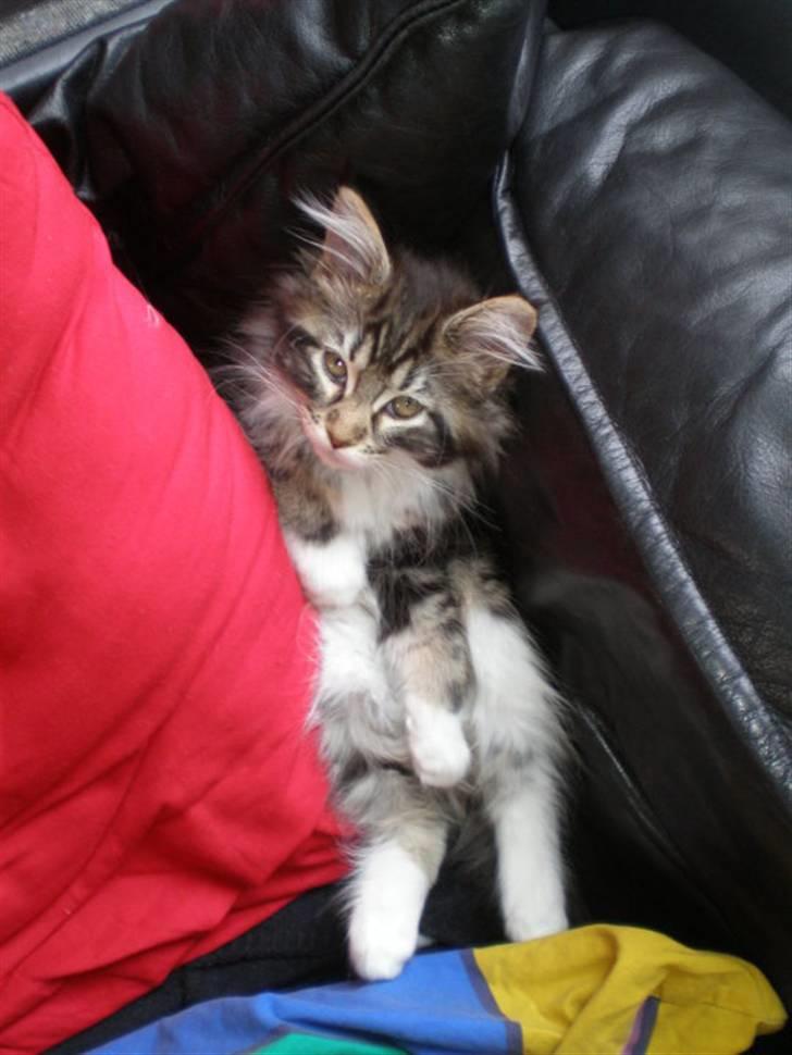 Maine Coon Lucy billede 5