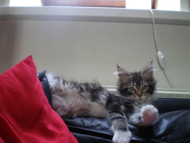 Maine Coon Lucy billede 6