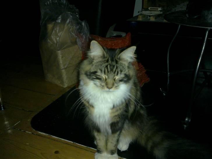 Maine Coon Lucy billede 7