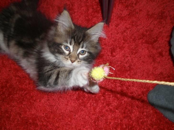 Maine Coon Lucy billede 8