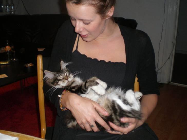 Maine Coon Lucy billede 9