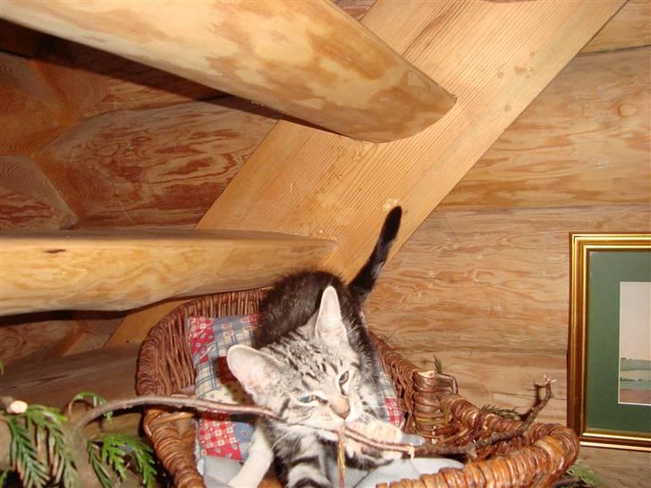 Blanding af racer O*malley billede 2