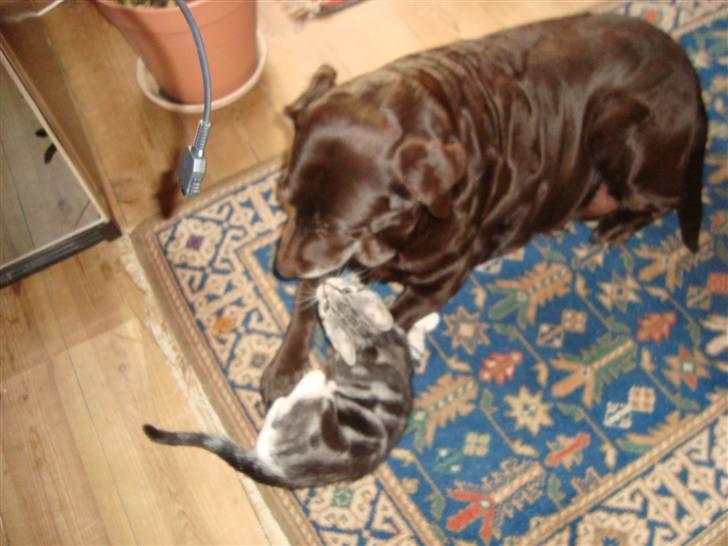 Blanding af racer O*malley - uhh hun er stor! billede 3