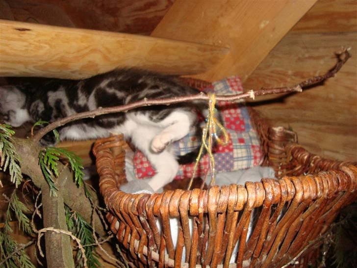 Blanding af racer O*malley - gider godt nok ikke sove nu! billede 4