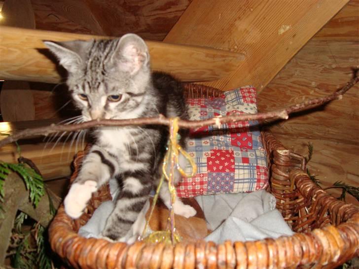 Blanding af racer O*malley billede 5