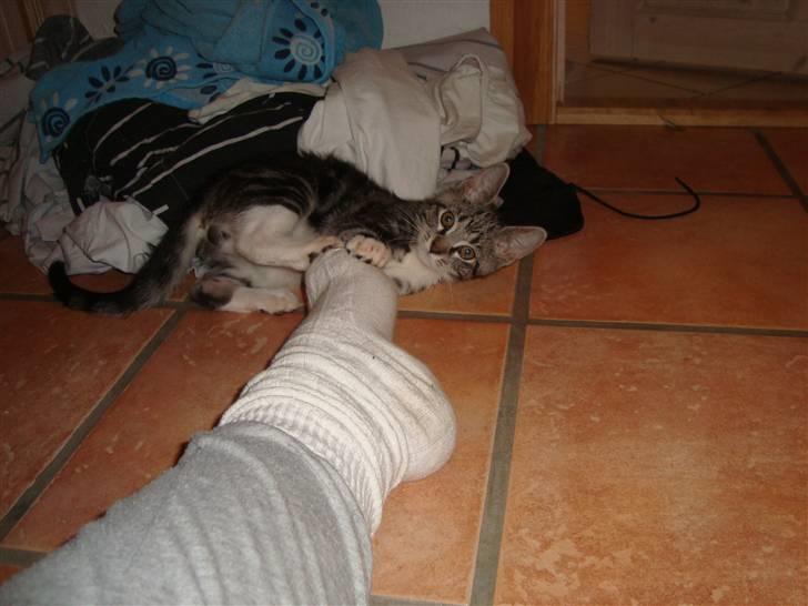 Blanding af racer O*malley - nam nam :) billede 6