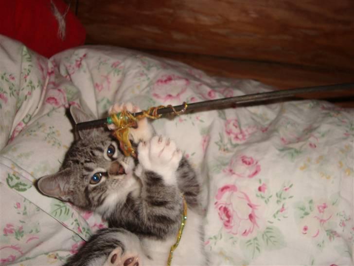 Blanding af racer O*malley billede 7