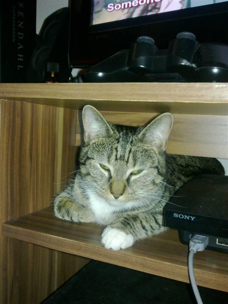 Huskat Mille billede 3